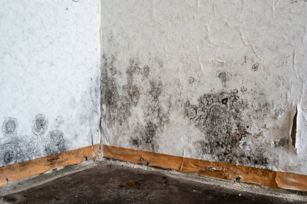 Best Commercial Mold Removal  in Palatka, FL